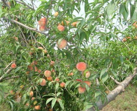 在农村院子里常栽的9种果树小时候的你最爱吃哪一个？(图1)