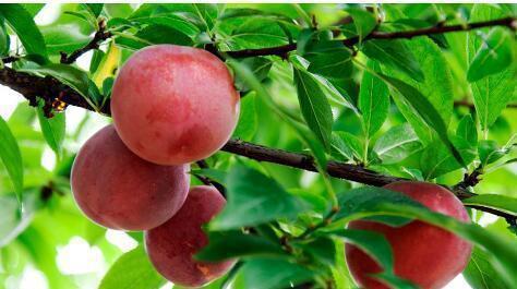 在农村院子里常栽的9种果树小时候的你最爱吃哪一个？(图5)