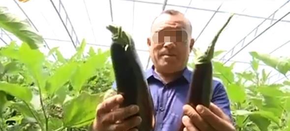 男子意外发现野茄子 多年钻研嫁接技术 一亩茄子就能产八万斤(图2)