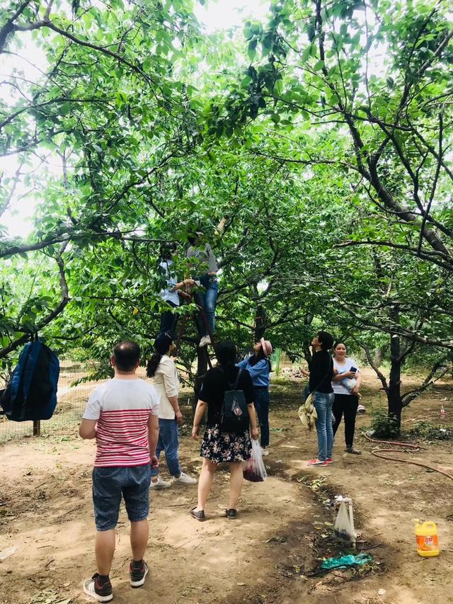 新澳门游戏郑州城郊的樱桃熟了五一假期采摘樱桃的好去处(图3)