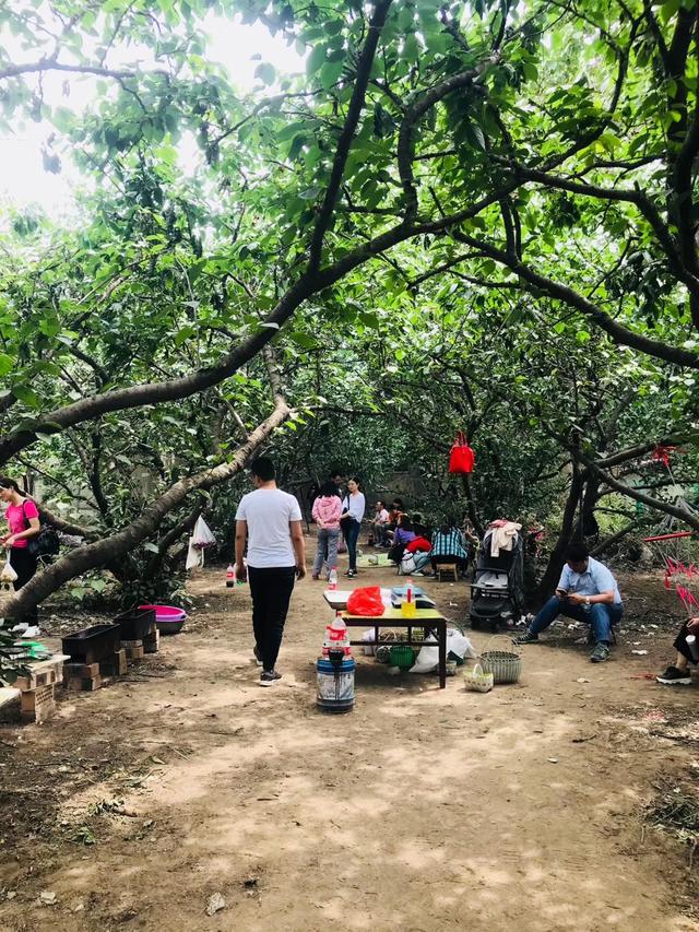 新澳门游戏郑州城郊的樱桃熟了五一假期采摘樱桃的好去处(图2)