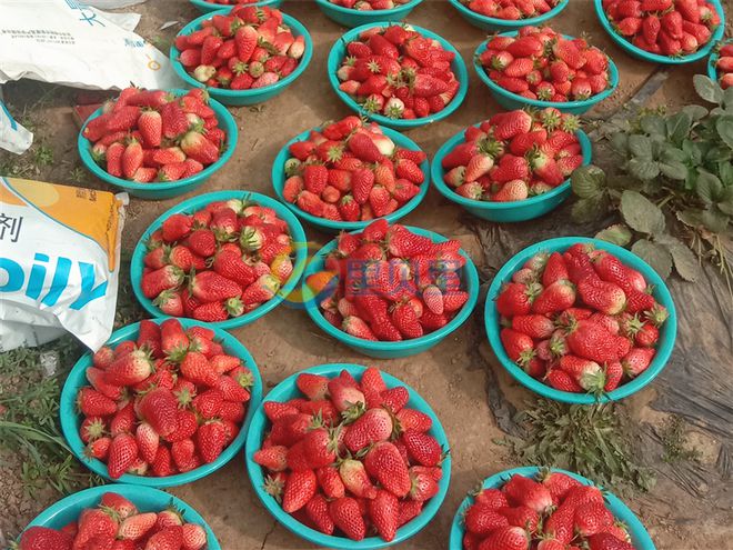 新澳门游戏草莓种植用什么肥？了解这些不踩雷(图1)