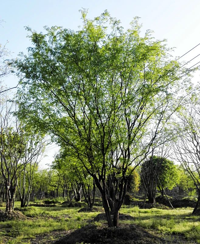 滑县一楼盘细节被晒出！网友：太走心！(图4)