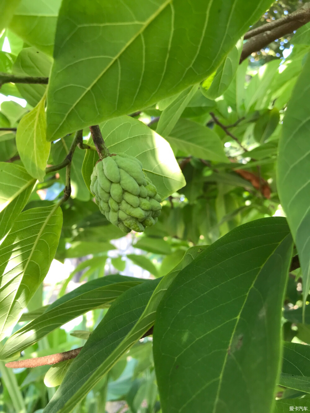 新澳门游戏网站入口老家的院子好几种水果--荔枝熟得大又红又甜(图1)