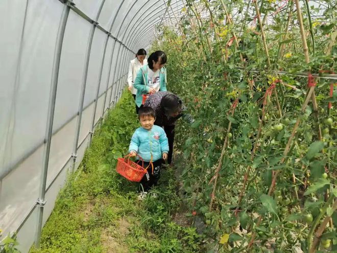 新鲜蔬菜搭配当季水果快来宝山的采摘园领略田园风光吧(图1)