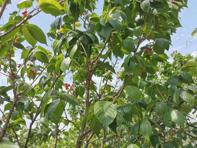 新鲜蔬菜搭配当季水果快来宝山的采摘园领略田园风光吧(图3)