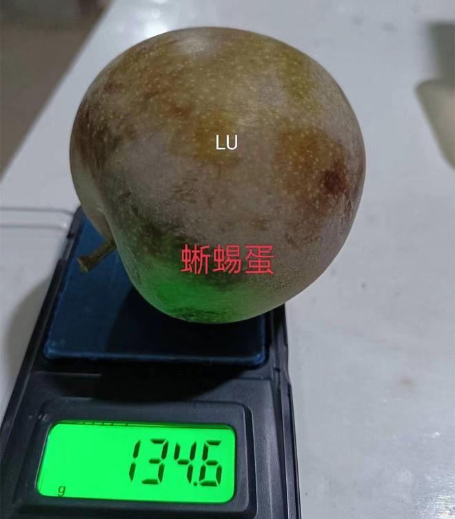 新澳门游戏网站入口蜥蜴蛋李子树苗的栽植与管理技术（详细）(图2)