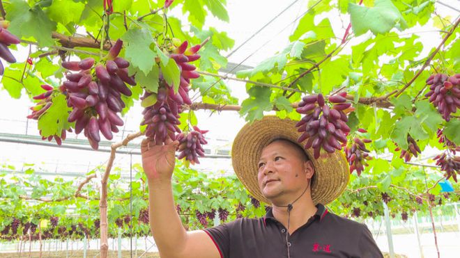 流晒口水！广州科教城附近这个地方150多亩葡萄熟了等你来打卡！(图1)