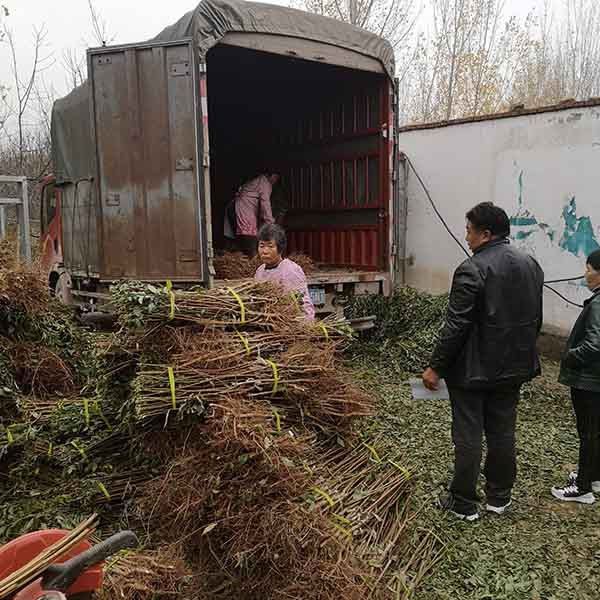 新澳门游戏新疆地区可以种植恐龙蛋李子树苗吗？如何种植产量高(图3)