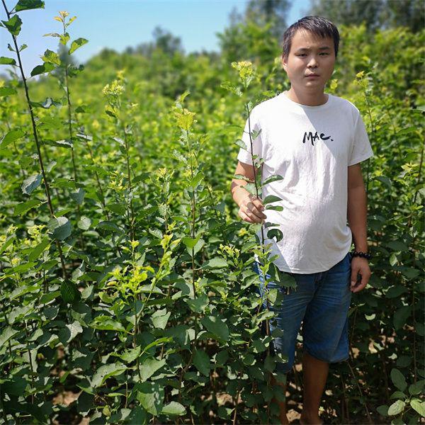 新澳门游戏新疆地区可以种植恐龙蛋李子树苗吗？如何种植产量高(图4)