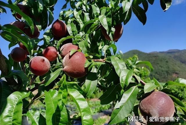 新澳门游戏网站入口有院子的不要错过这种果树打理轻松果肉甜蜜可口市场前景好(图7)