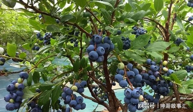 盆栽蓝莓结果少用上1个“小妙招”结果多营养美味(图4)