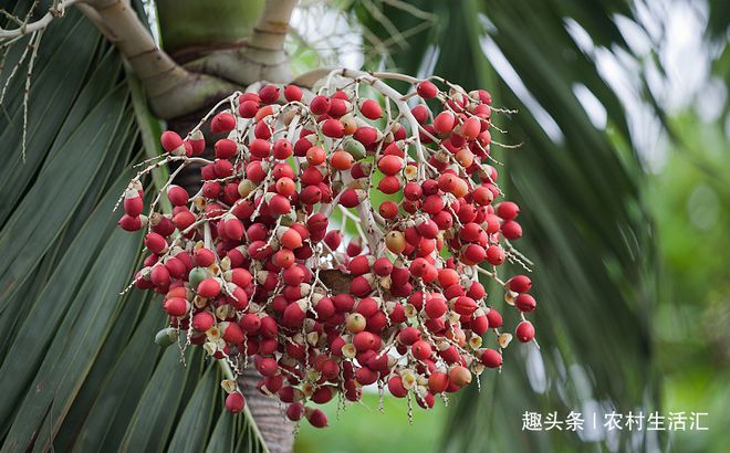 南方常见的一种果树一株结果成千上万在售果实大多产自中国(图3)