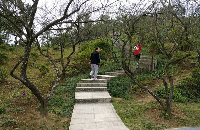 新澳门游戏在深圳你只知莲花山等却鲜有人知马峦山公园免费还可摘果子(图4)