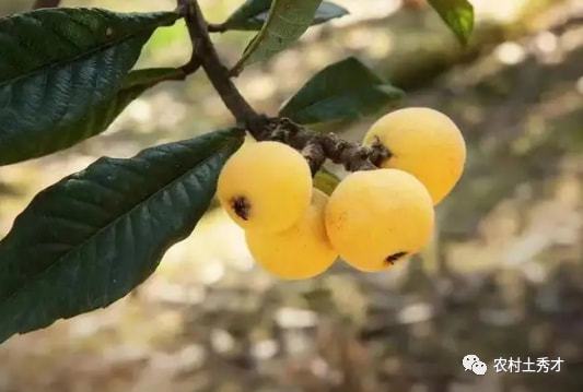 南方特有的水果被称为“初夏第一果”甜美可口5月大量上市(图1)