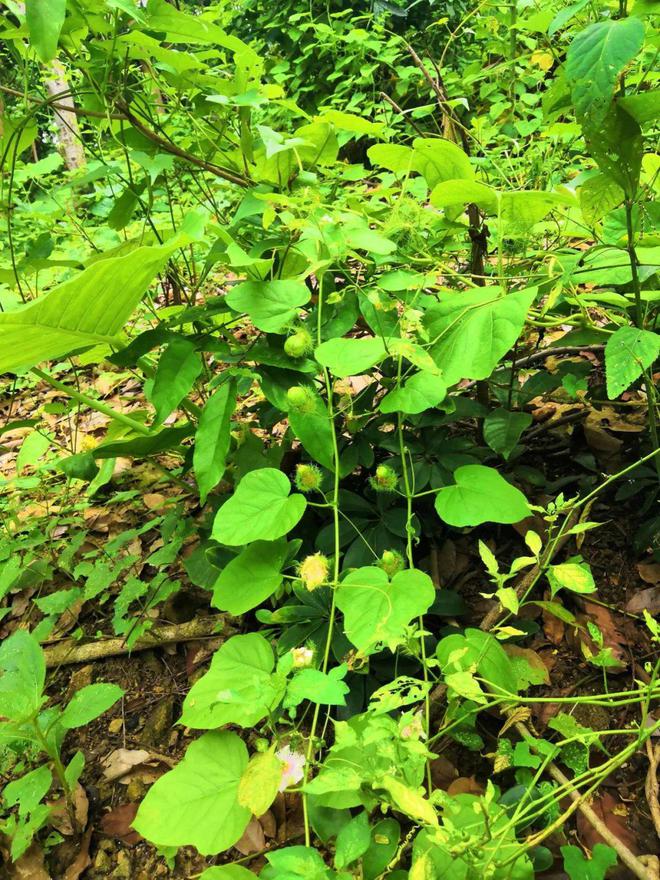 新澳门游戏果园里常见害草果实却很美味长得像龙眼味道似百香果(图1)