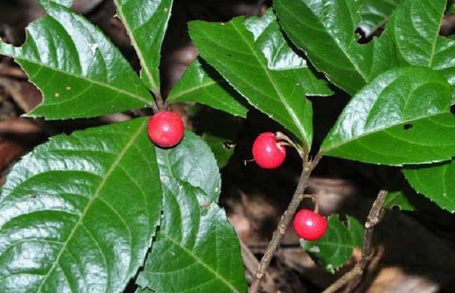 新澳门游戏网站入口农村有种野生植物果实像高高挂起的“红灯笼”如今价值珍贵！(图4)