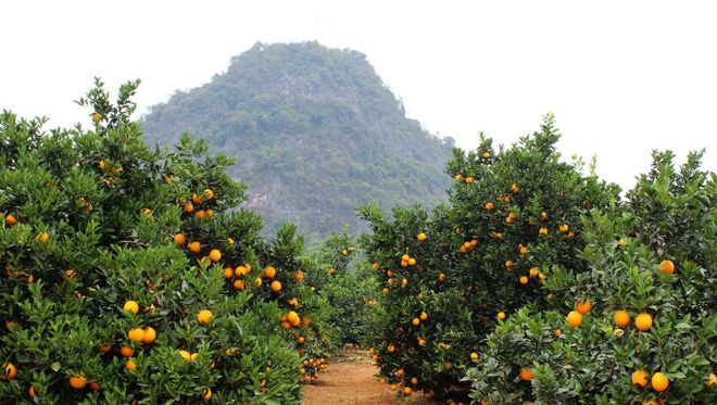 新澳门游戏果园出现干旱状况应该怎么办呢抗旱方法有哪些比较好？(图5)