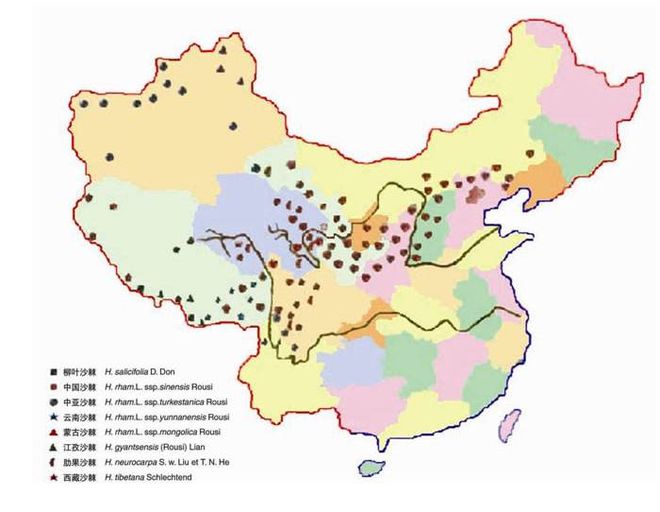 新澳门游戏我国沙棘产业发展现状分析与建议(图3)