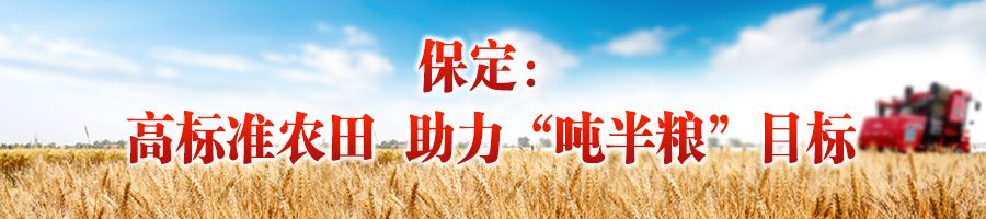 新澳门游戏奋战“三夏”“麦”向丰收 从三个测产现场看增收“密码”(图1)