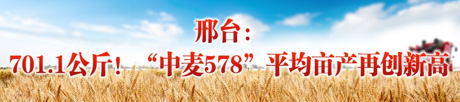 新澳门游戏奋战“三夏”“麦”向丰收 从三个测产现场看增收“密码”(图5)