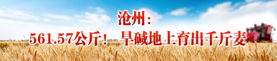 新澳门游戏奋战“三夏”“麦”向丰收 从三个测产现场看增收“密码”(图8)