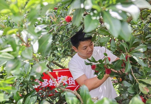 仙居杨梅牵手新电商力助果农减产不减收成(图2)