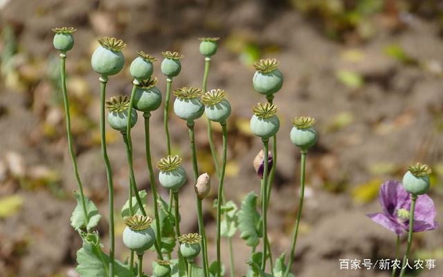 国家明令禁止农村种植这3种植物强行种植者将受到法律的惩罚(图2)