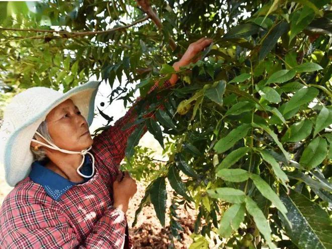 新澳门游戏网站入口原产自美国的核桃国内已大量种植但仍然很贵树上生果都要30元斤(图2)