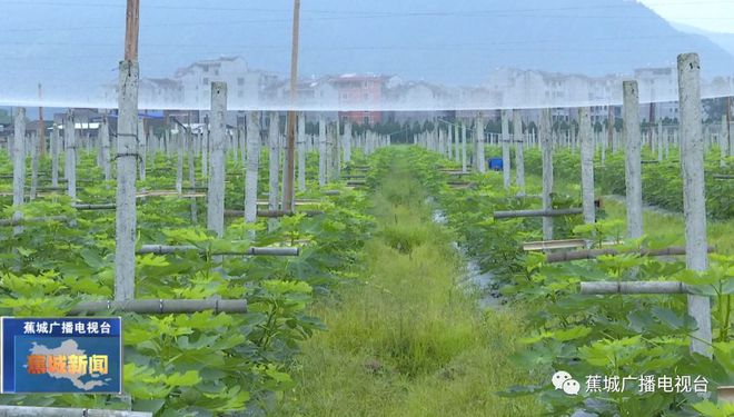 蕉城本地种植的无花果就要上市啦！(图1)