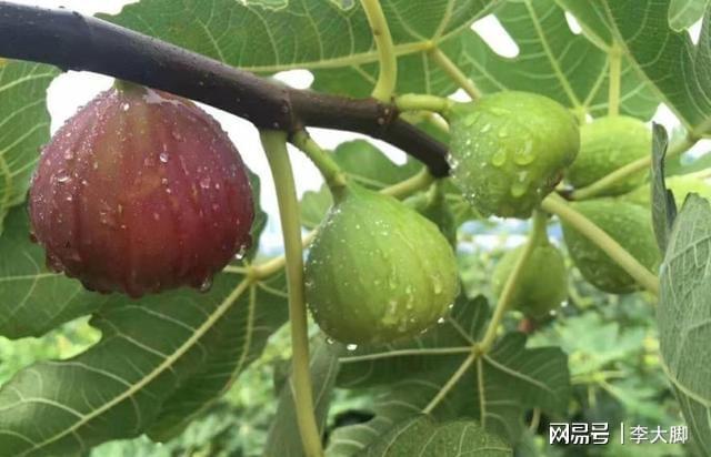 此果树广受果农们的喜爱一年2熟好成活庭院阳台种植很合适(图1)