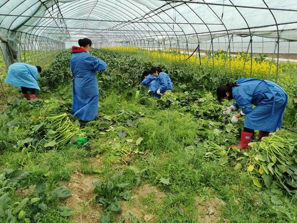 记者探访武汉各大种植基地和批发市场：蔬菜日采收量比消费量多一千多吨供应很足(图1)