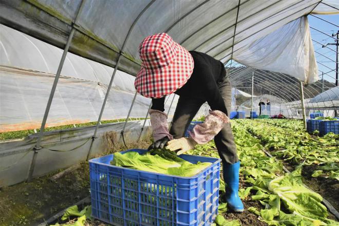 天然、有机！北湖区蔬菜直供粤港澳大湾区！(图8)