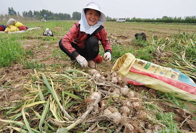 大蒜马上就要种植了照着时间表种植不怕种植时间出错(图2)