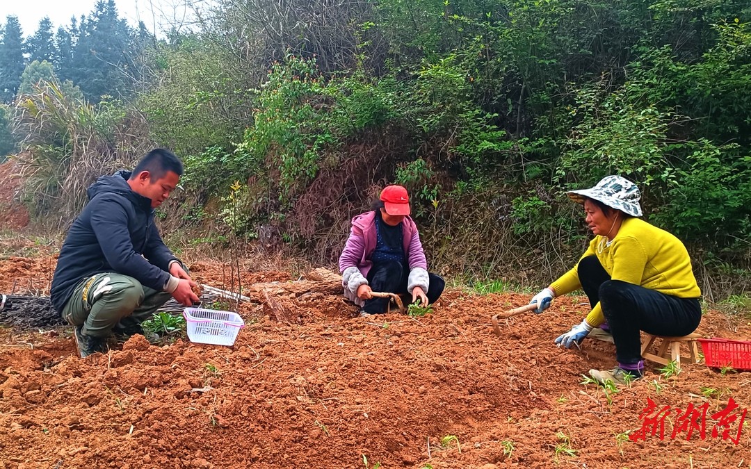 岳阳经开区：花果山有了“新大王”(图1)