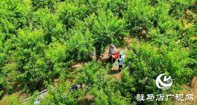 新澳门游戏出彩新农人李彬：返乡创业打造“花果山”助农增收(图1)