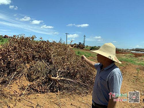 新澳门游戏眼看果园丰收在即 不料一朝夷为平地(图1)