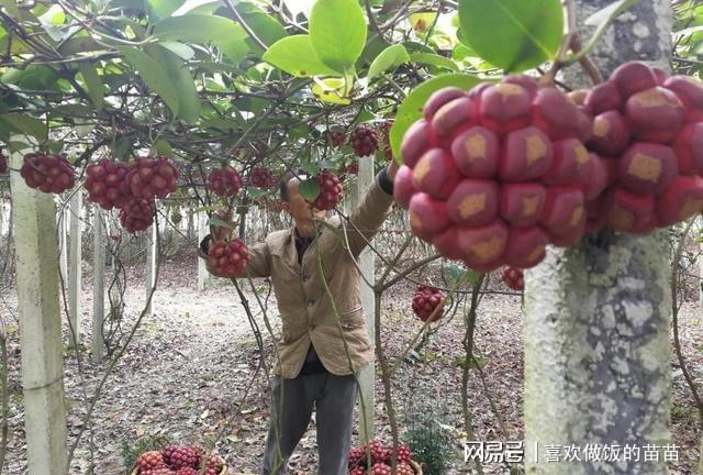 新澳门游戏网站入口家中有空地养它真省心不挑土壤长势好耐寒耐旱好吃作用多(图2)