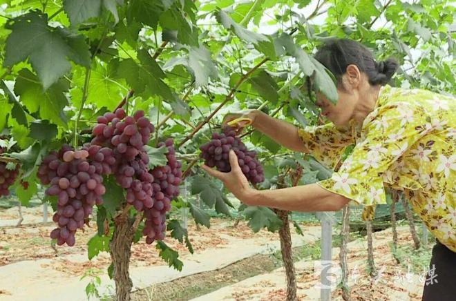 玩转内江｜酸甜可口！这些地方的葡萄、李子等你摘啦(图3)