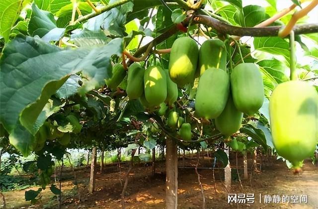 新澳门游戏网站入口新型果树——软枣猕猴桃抗寒耐旱市场前景好新手也可以种植(图1)