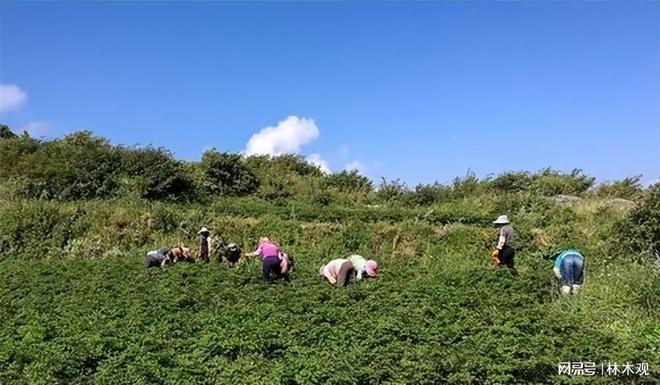 返乡创业! 农村这5大暴利种植项目 搞好了你也能年赚30万!(图2)