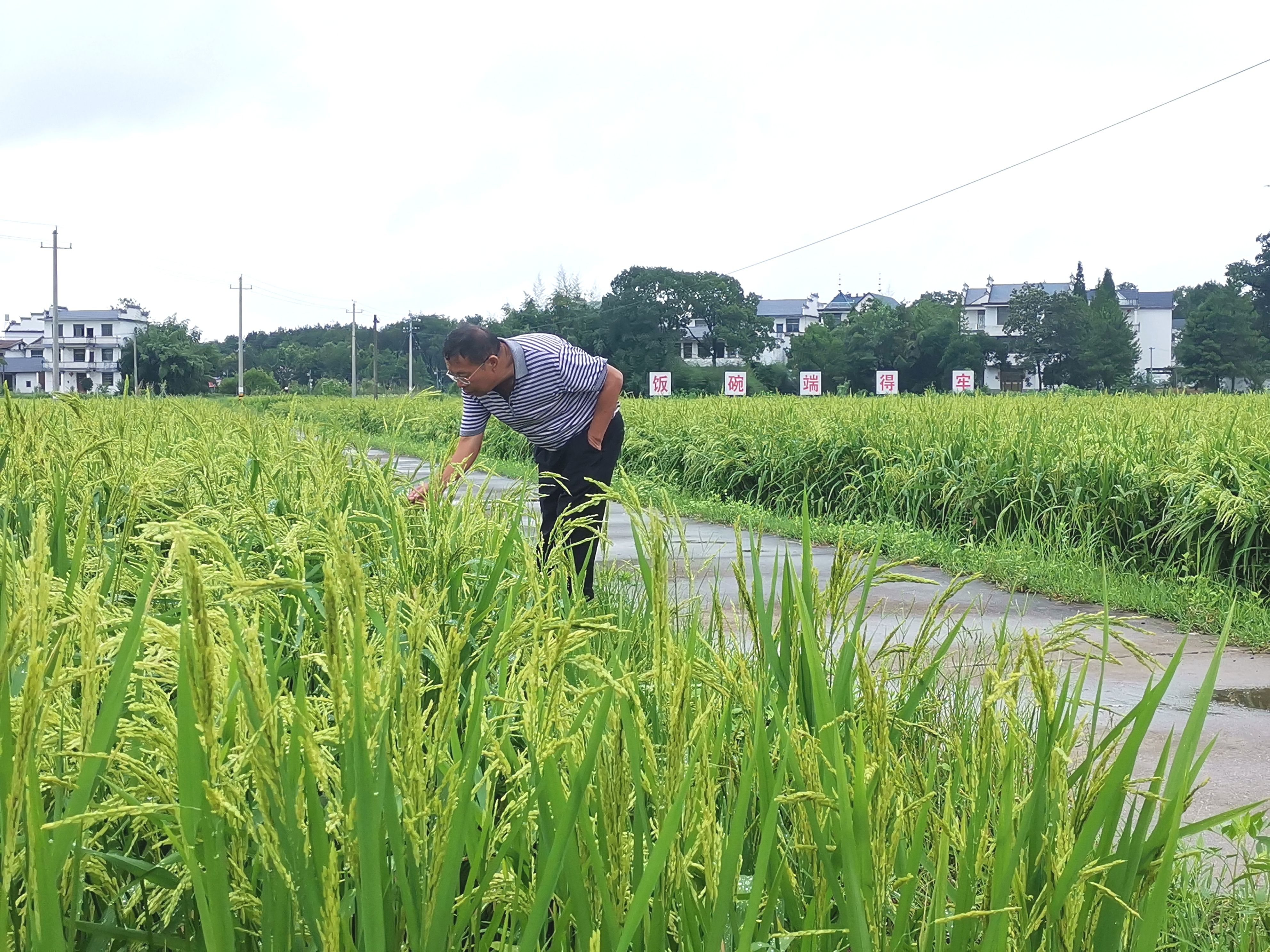 新澳门游戏网站入口江西上饶：科技特派员扎根乡村摘“幸福果”种“致富苗”(图1)