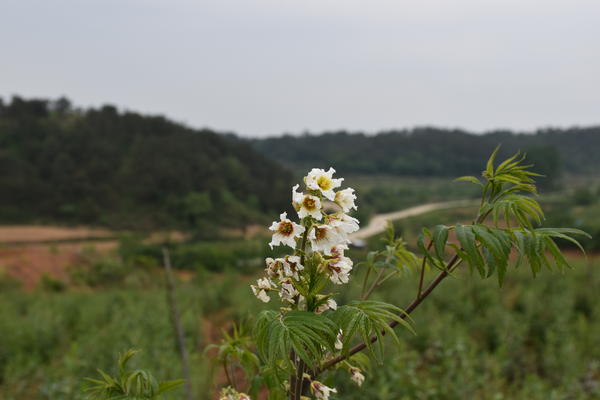 信阳乡村“变形记” 良药“半夏”与佳果“文冠” 让荒田变宝地(图3)