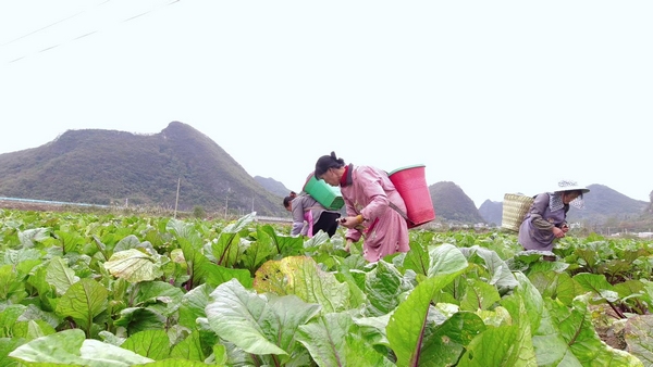 黔南长顺：冬季蔬菜不断茬一路领“鲜”上市供应“菜篮子”(图1)