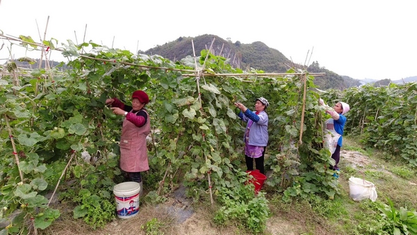 黔南长顺：冬季蔬菜不断茬一路领“鲜”上市供应“菜篮子”(图2)