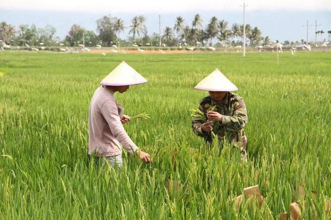 农业生物育种技术是什么？主要包括哪些方面的内容？对农业帮助(图9)