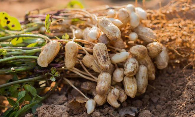 农业生物育种技术是什么？主要包括哪些方面的内容？对农业帮助(图10)