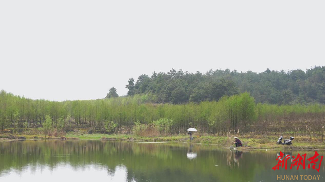 凤凰县阿拉营镇天星村：苗木基地春色浓 美了村庄富了民(图2)