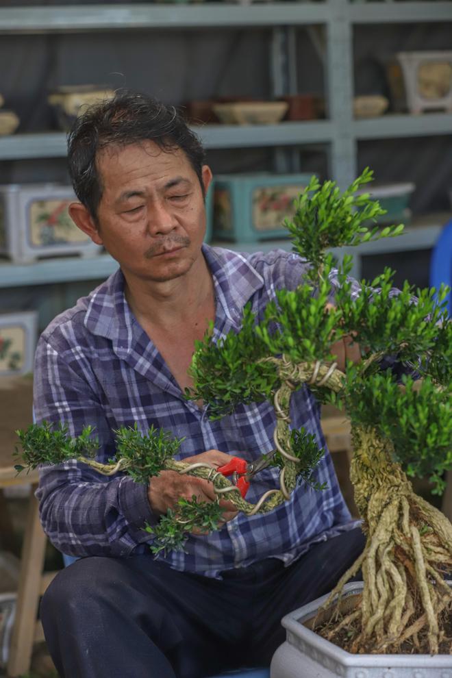 新澳门游戏网站入口走进花果苗木之乡洪阳镇探索“万花园”花木致富的产业密码(图7)