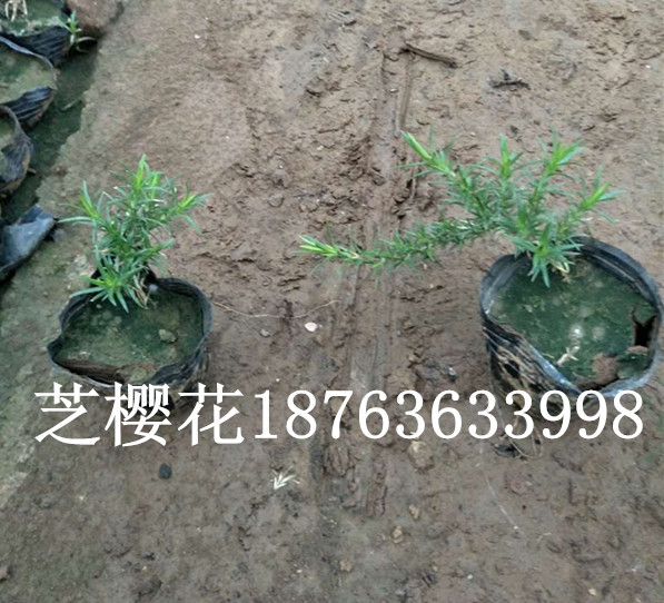 甘肃周边绿化苗木基地(图2)